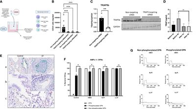 Tartrate resistant acid phosphatase 5 (TRAP5) mediates immune cell recruitment in a murine model of pulmonary bacterial infection